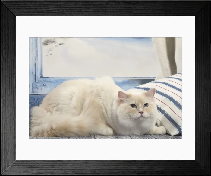 Framed Print : Picture No. 12479668