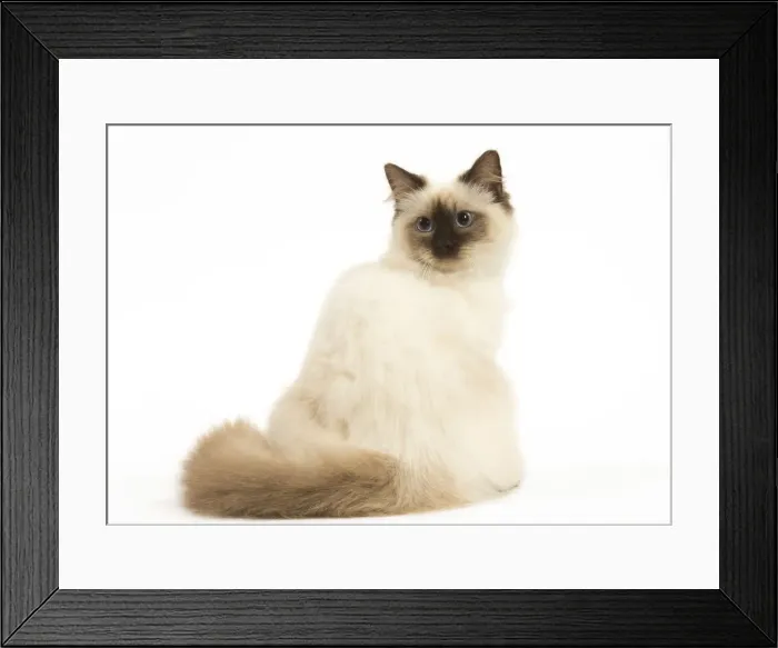 Framed Print : Picture No. 12479671 Framed Print : Picture No. 12479671