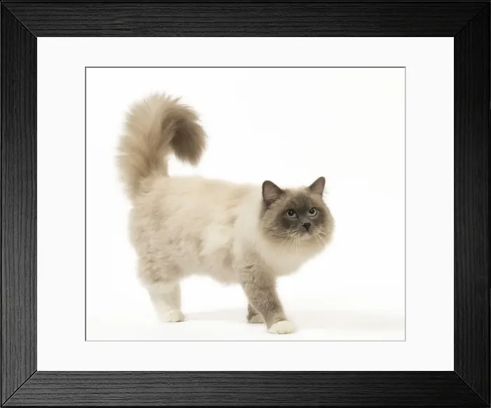 Framed Print : Picture No. 12479672 Framed Print : Picture No. 12479672