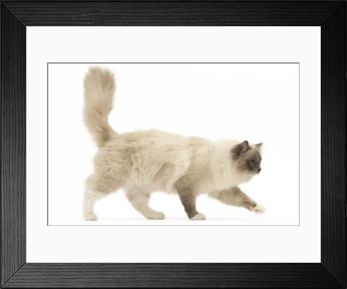 Framed Print : Picture No. 12479673 Framed Print : Picture No. 12479673