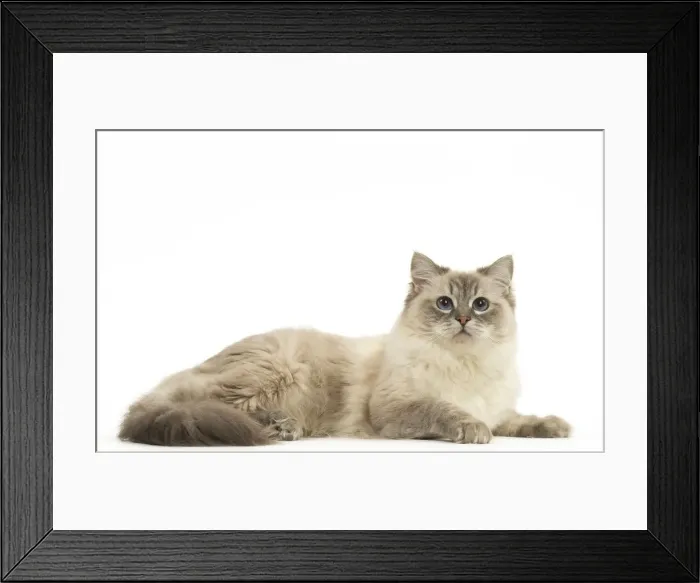 Framed Print : Picture No. 12479676 Framed Print : Picture No. 12479676