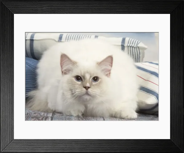 Framed Print : Picture No. 12479670 Framed Print : Picture No. 12479670