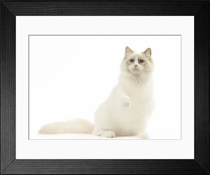 Framed Print : Picture No. 12479678 Framed Print : Picture No. 12479678
