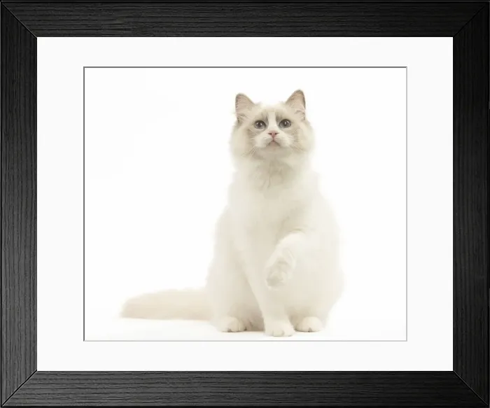 Framed Print : Picture No. 12479679 Framed Print : Picture No. 12479679
