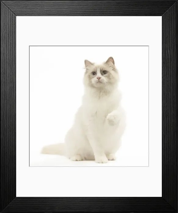Framed Print : Picture No. 12479680 Framed Print : Picture No. 12479680