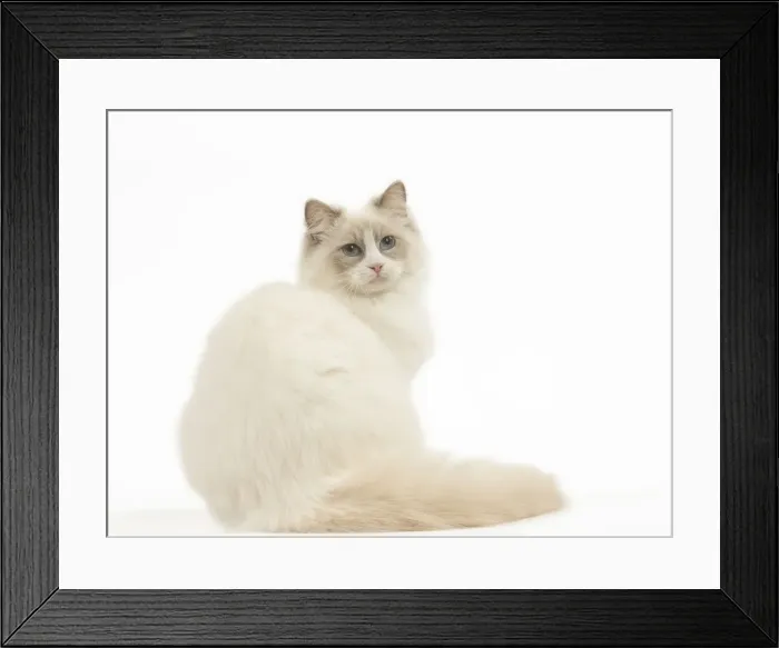 Framed Print : Picture No. 12479681 Framed Print : Picture No. 12479681