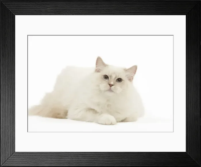 Framed Print : Picture No. 12479682 Framed Print : Picture No. 12479682