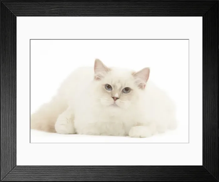 Framed Print : Picture No. 12479683 Framed Print : Picture No. 12479683