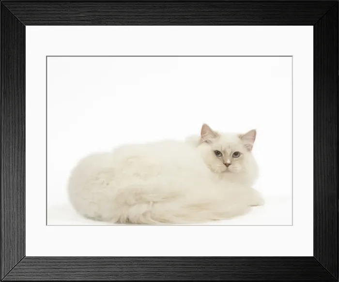 Framed Print : Picture No. 12479684