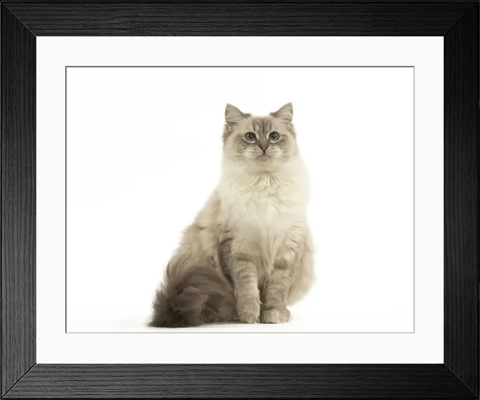 Framed Print : Picture No. 12479677 Framed Print : Picture No. 12479677