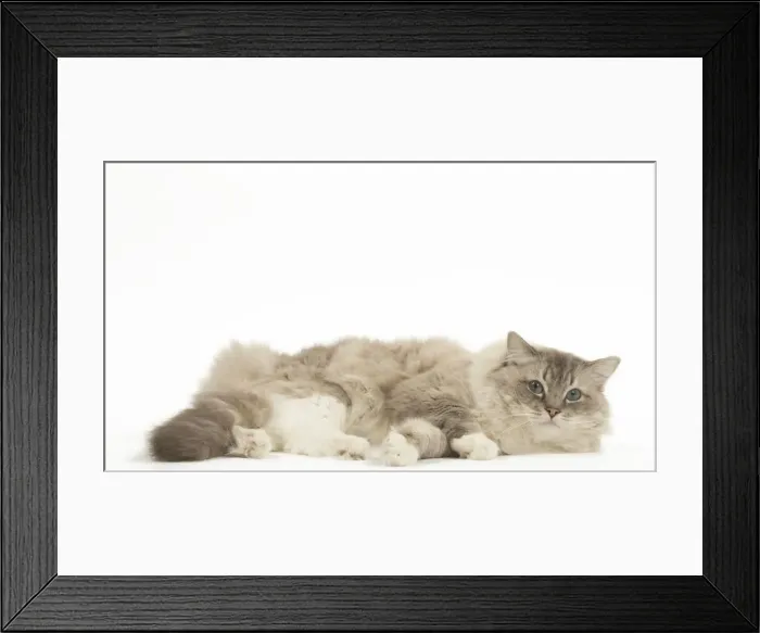 Framed Print : Picture No. 12479687 Framed Print : Picture No. 12479687