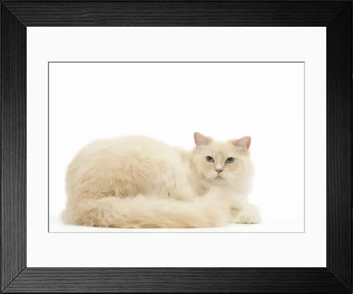 Framed Print : Picture No. 12479688 Framed Print : Picture No. 12479688
