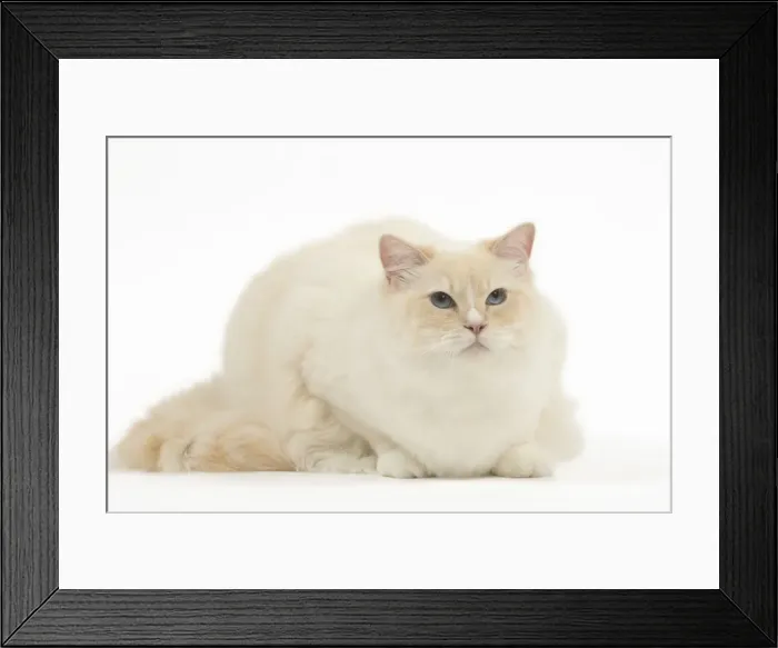 Framed Print : Picture No. 12479689 Framed Print : Picture No. 12479689