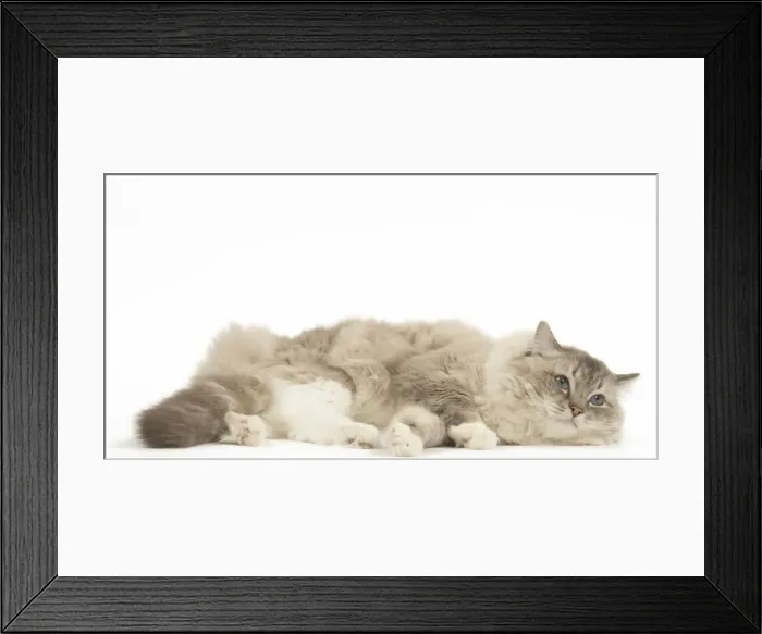 Framed Print : Picture No. 12479686 Framed Print : Picture No. 12479686