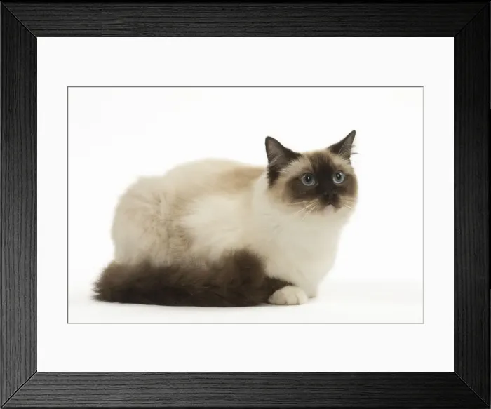 Framed Print : Picture No. 12479691 Framed Print : Picture No. 12479691