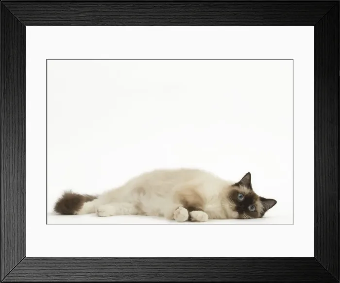 Framed Print : Picture No. 12479693 Framed Print : Picture No. 12479693