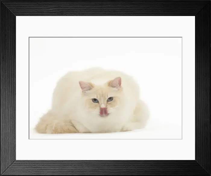Framed Print : Picture No. 12479690