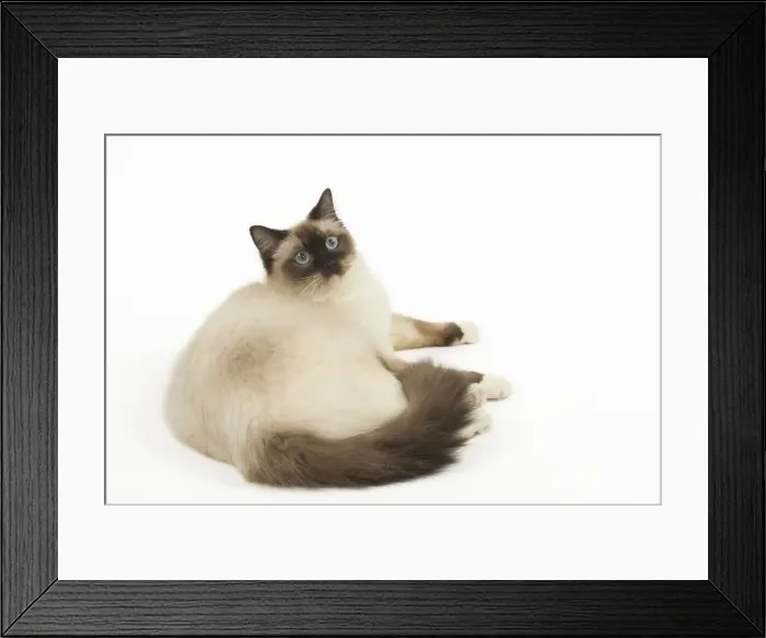 Framed Print : Picture No. 12479695