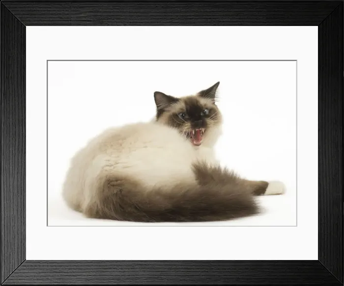 Framed Print : Picture No. 12479696 Framed Print : Picture No. 12479696