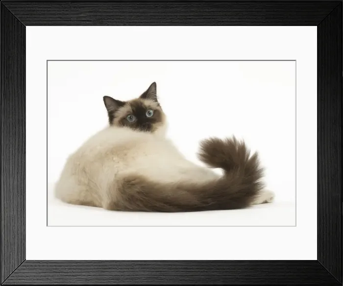 Framed Print : Picture No. 12479694 Framed Print : Picture No. 12479694