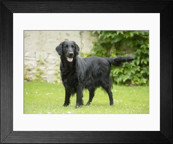 Framed Print : Picture No. 12479697 Framed Print : Picture No. 12479697