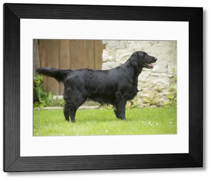 Framed Print : Picture No. 12479698 Framed Print : Picture No. 12479698