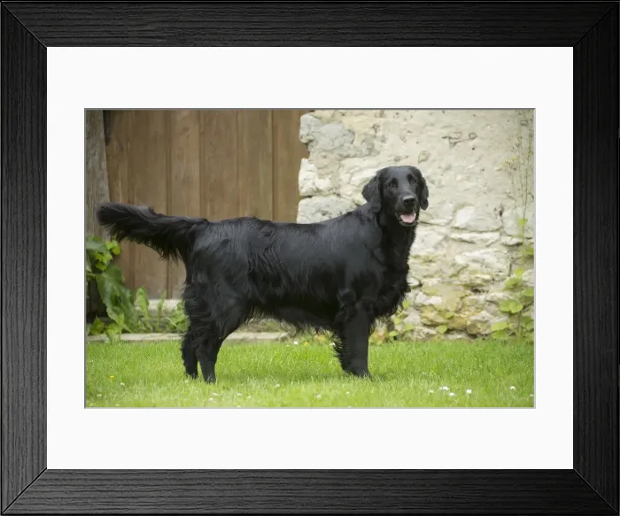 Framed Print : Picture No. 12479699
