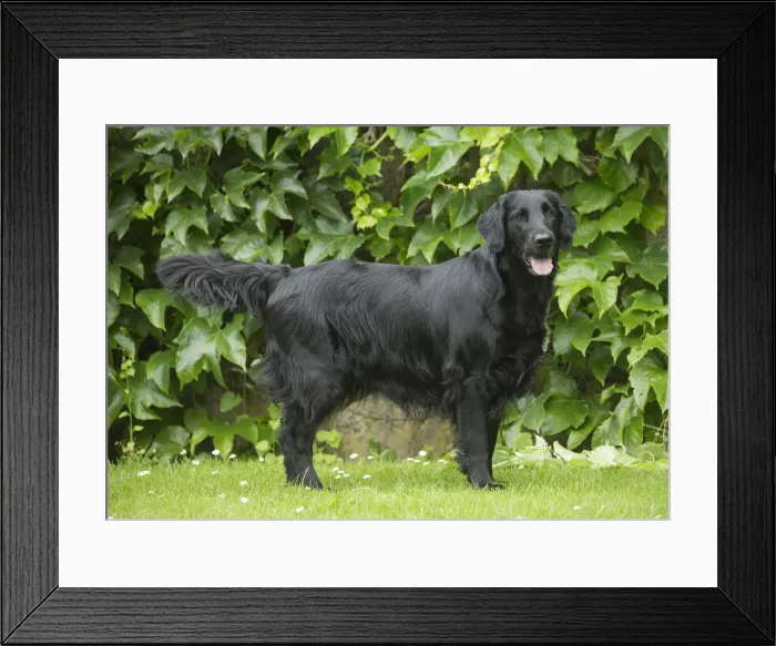 Framed Print : Picture No. 12479700