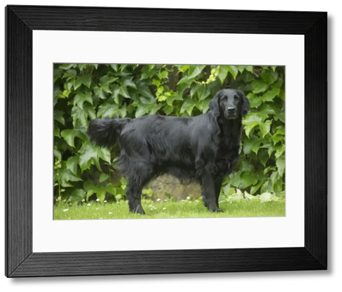 Framed Print : Picture No. 12479701 Framed Print : Picture No. 12479701