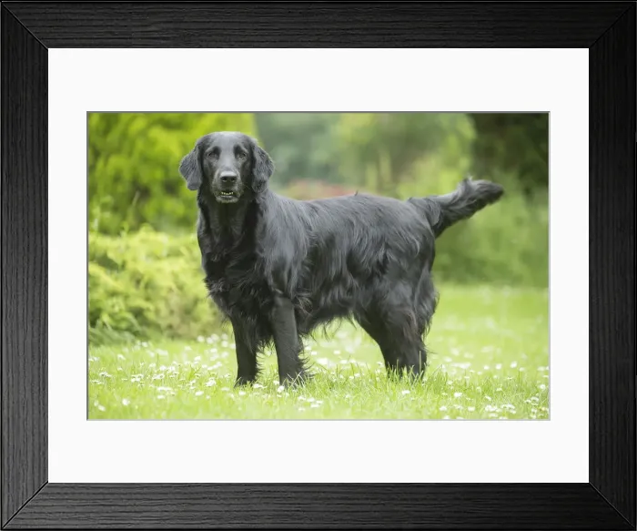 Framed Print : Picture No. 12479702
