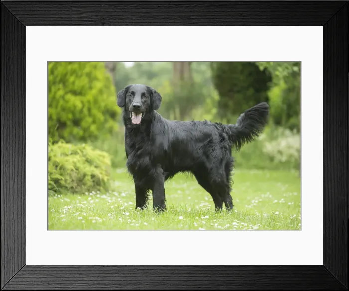 Framed Print : Picture No. 12479703