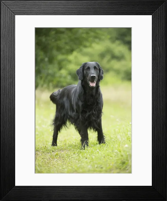 Framed Print : Picture No. 12479704
