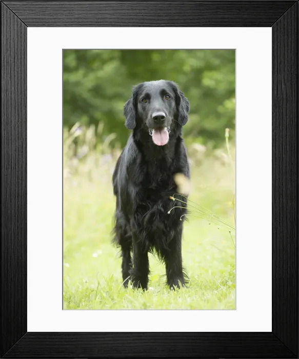 Framed Print : Picture No. 12479705