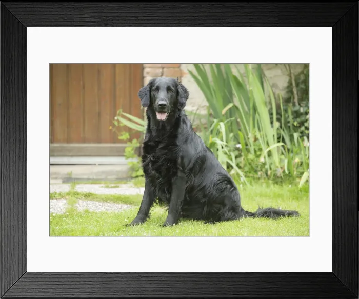 Framed Print : Picture No. 12479706 Framed Print : Picture No. 12479706