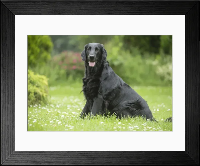 Framed Print : Picture No. 12479707 Framed Print : Picture No. 12479707