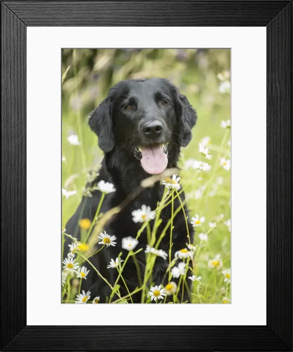 Framed Print : Picture No. 12479708 Framed Print : Picture No. 12479708