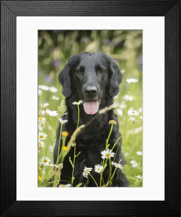 Framed Print : Picture No. 12479709 Framed Print : Picture No. 12479709
