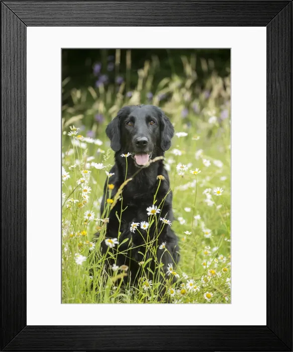 Framed Print : Picture No. 12479710 Framed Print : Picture No. 12479710