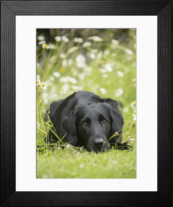 Framed Print : Picture No. 12479711 Framed Print : Picture No. 12479711
