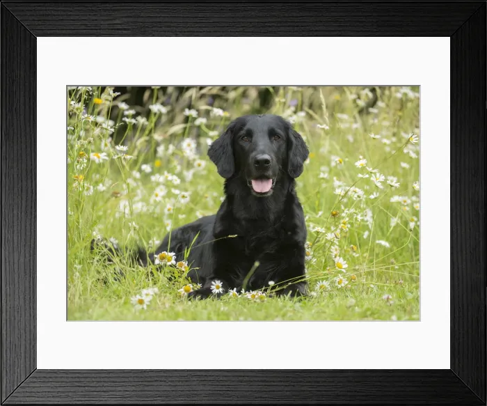 Framed Print : Picture No. 12479712 Framed Print : Picture No. 12479712