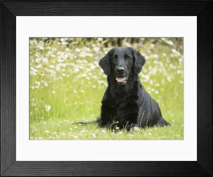 Framed Print : Picture No. 12479713 Framed Print : Picture No. 12479713