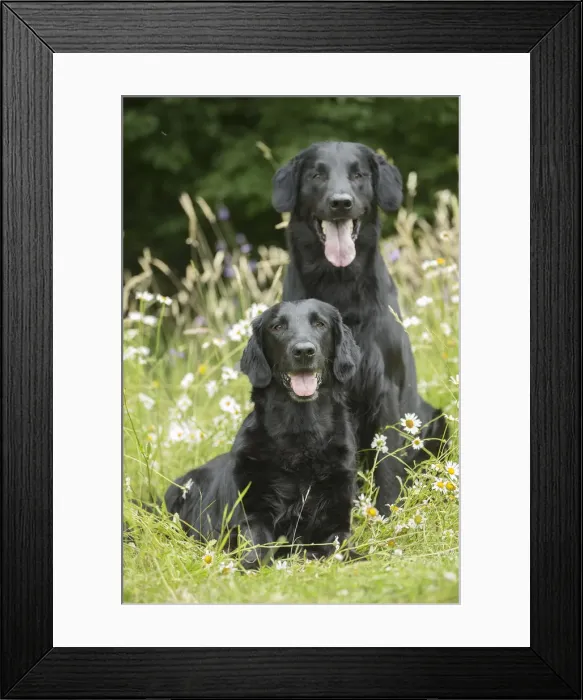 Framed Print : Picture No. 12479714 Framed Print : Picture No. 12479714