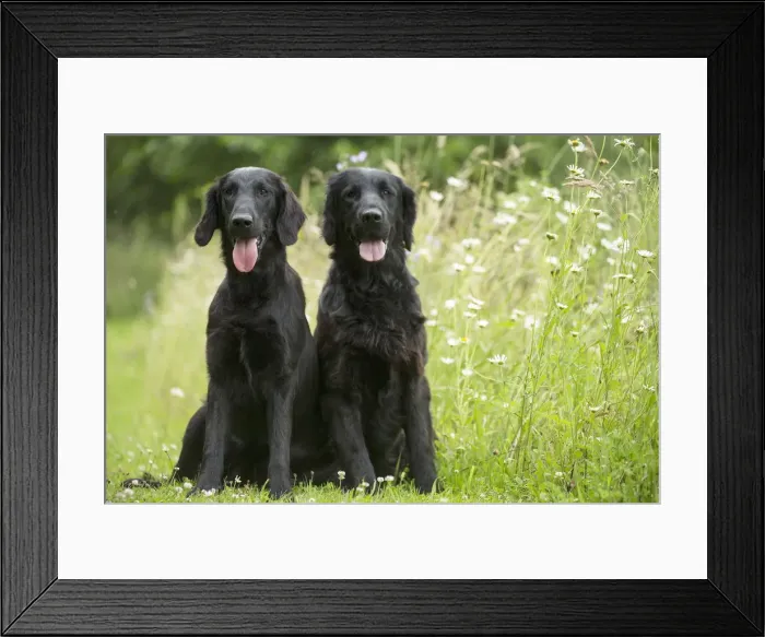 Framed Print : Picture No. 12479715 Framed Print : Picture No. 12479715