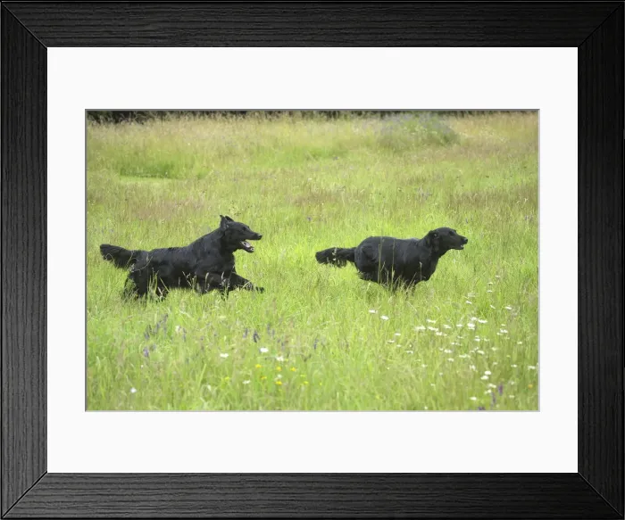 Framed Print : Picture No. 12479716