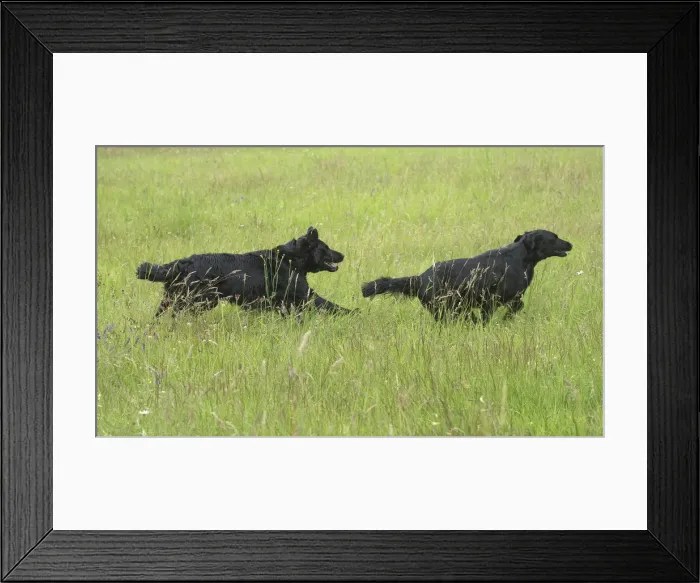 Framed Print : Picture No. 12479718