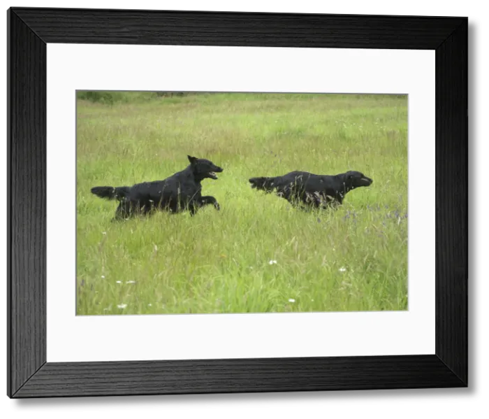 Framed Print : Picture No. 12479717 Framed Print : Picture No. 12479717