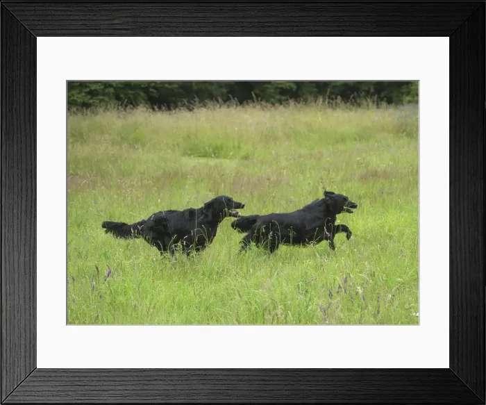 Framed Print : Picture No. 12479719 Framed Print : Picture No. 12479719
