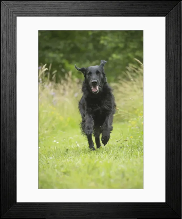 Framed Print : Picture No. 12479720 Framed Print : Picture No. 12479720