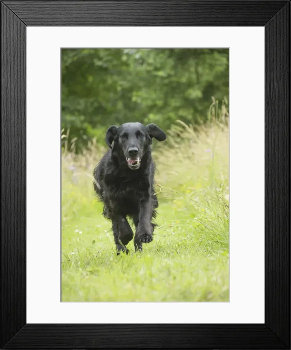 Framed Print : Picture No. 12479721