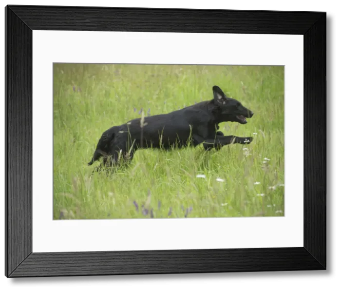 Framed Print : Picture No. 12479722